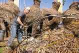 Patrick Dougherty, sculptor, picks out a willow branch to create what is called Stickwork on his latest installation at the Long Beach Museum of Art on Tuesday, Feb.19, 2019. Photo by Thomas R. Cordova.